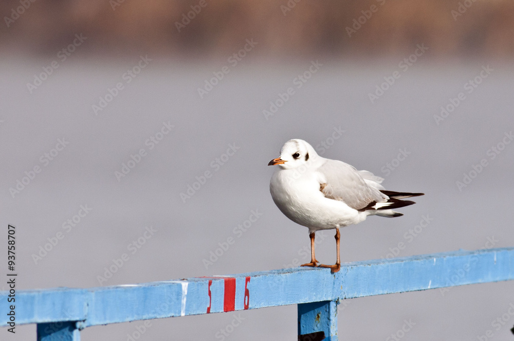 Obraz premium Black-headed Gull 