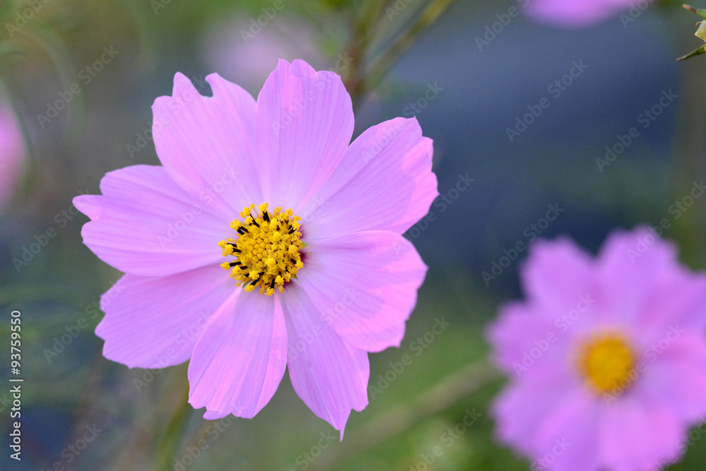 Obraz premium コスモス