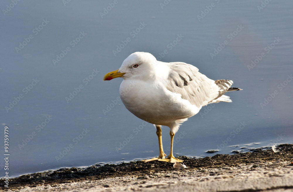 Obraz premium Yellow-legged Gull