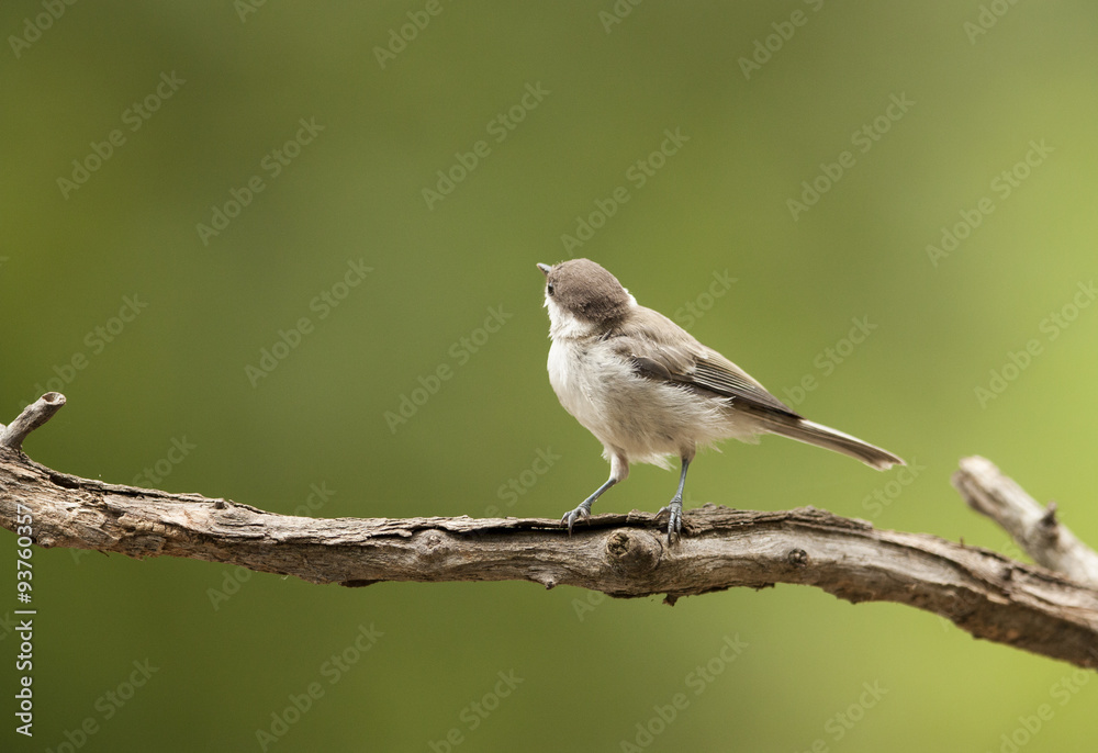 Young Sombre Tit (Parus lugubris) Young Sombre Tit (Parus lugubris)