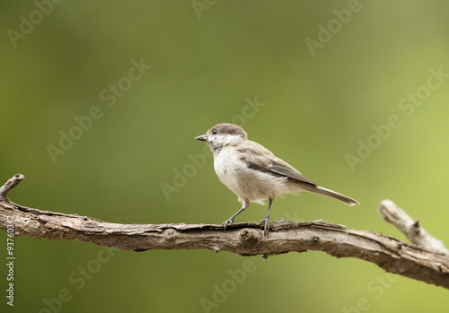 Young Sombre Tit (Parus lugubris)