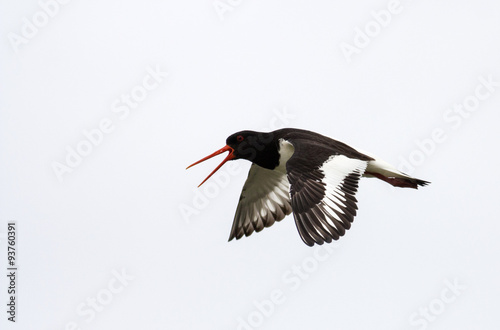 Flying Oystercatcher
