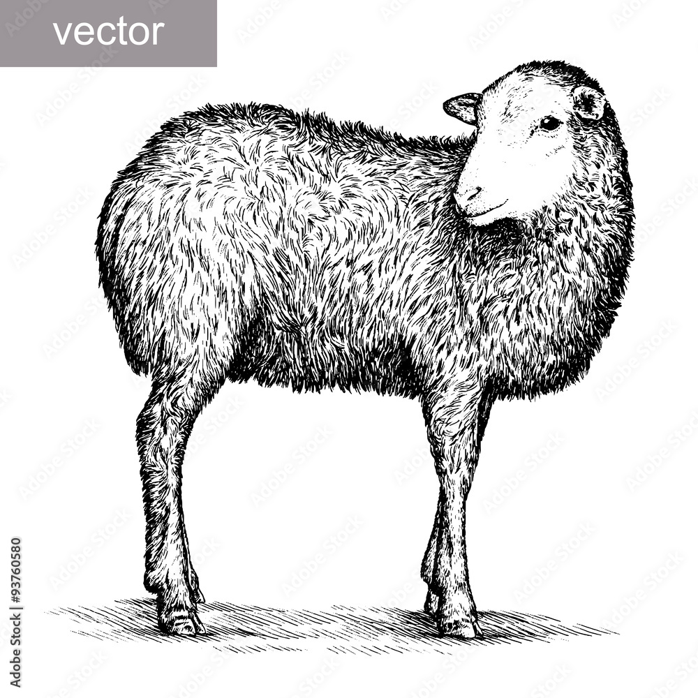 Fototapeta premium engrave isolated sheep illustration
