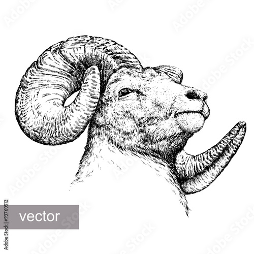 engrave isolated sheep illustration
