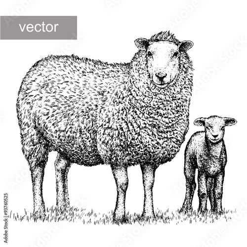engrave isolated sheep illustration photo