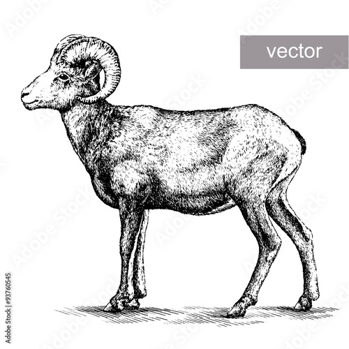 engrave isolated sheep illustration