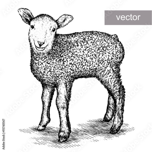 engrave isolated sheep illustration
