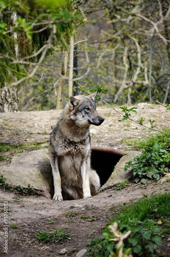 Denmark  wolf at zoo