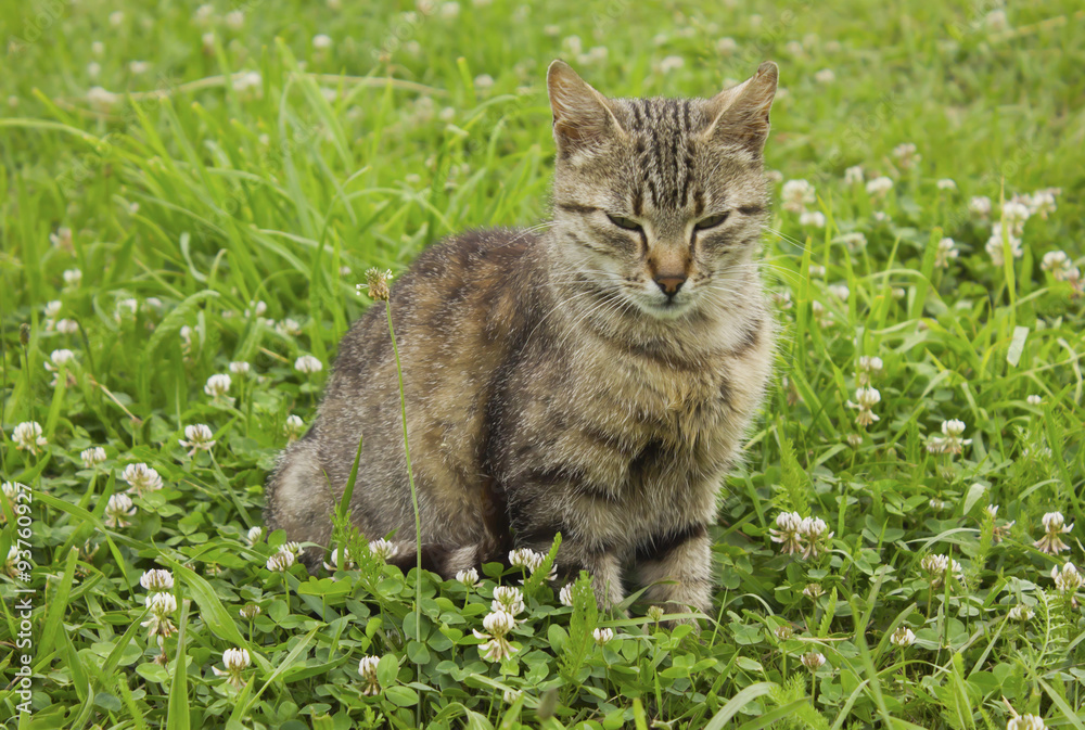 Serious cat in the grass