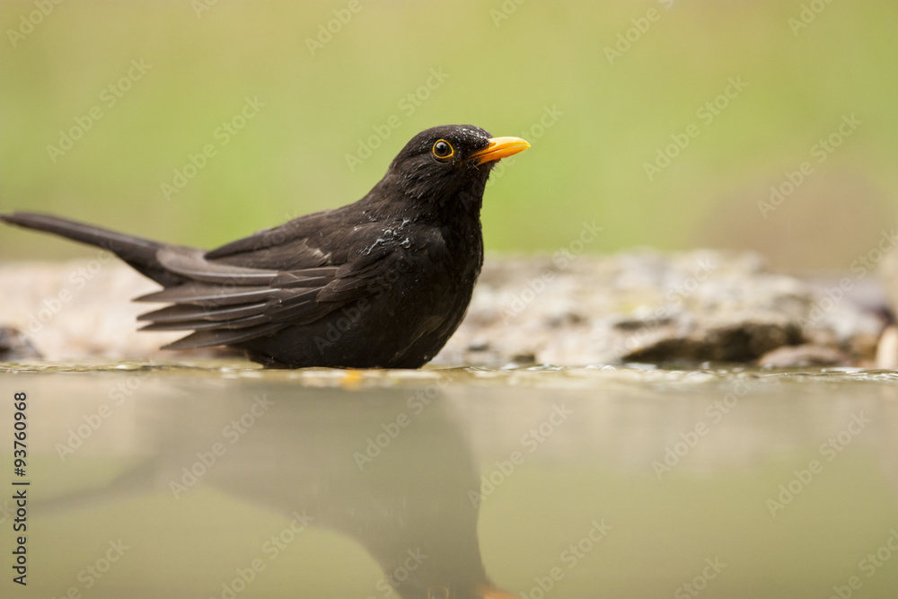 Blackbird (Turdus merula) Blackbird (Turdus merula)