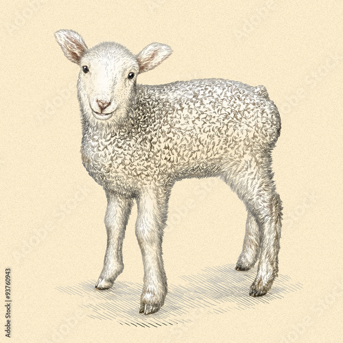 engrave isolated sheep illustration