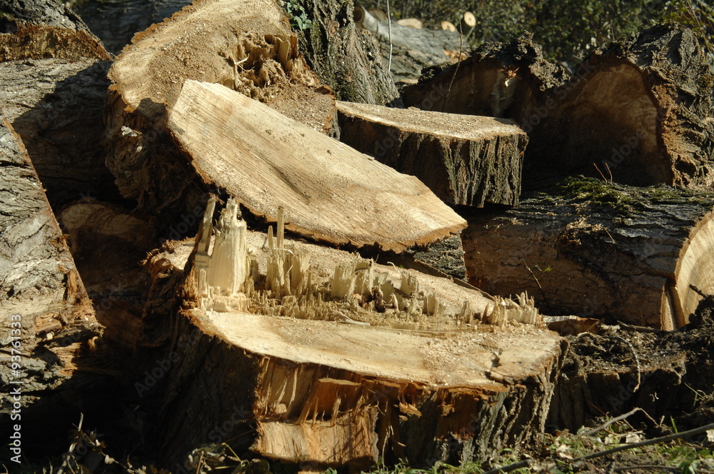 Obraz premium chagrins de bûcheron