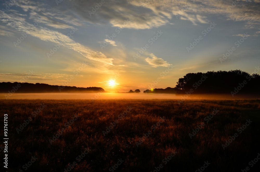 The deer park at morning