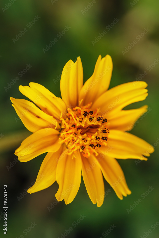 Spring with beautiful yellow flowers on green background ,close Spring with beautiful yellow flowers on green background ,close