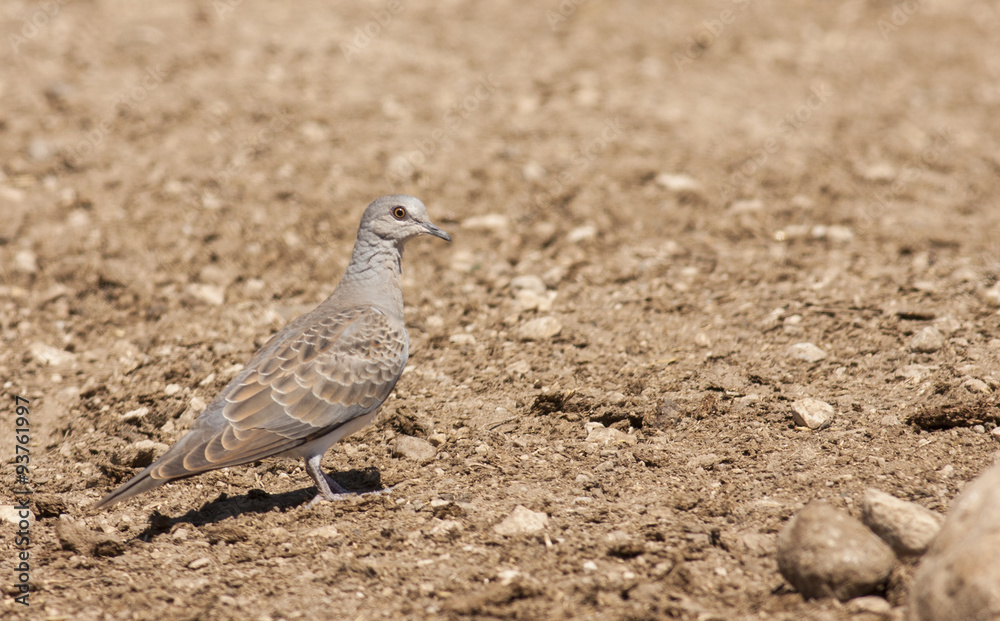 Turtle Dove (Streptopelia turtur) Turtle Dove (Streptopelia turtur)