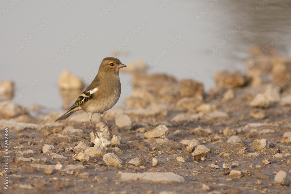 Chaffinch Chaffinch