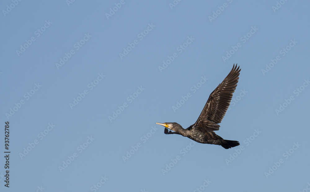 Obraz premium Cormorant in flight