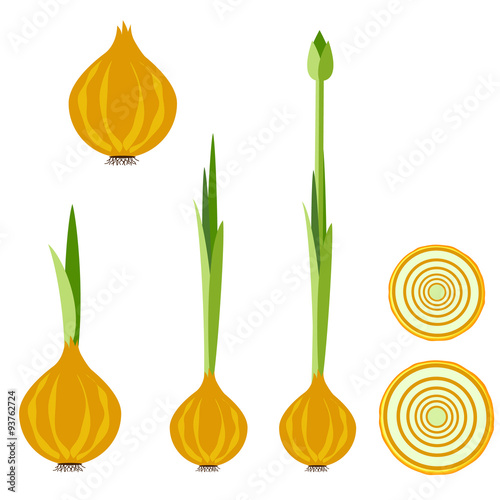 fate Onion set