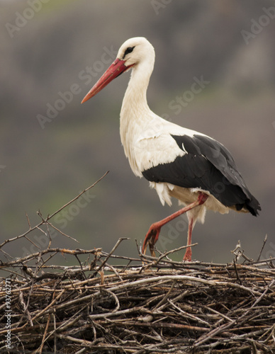 White Storks in nest