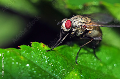 Macro of a fly