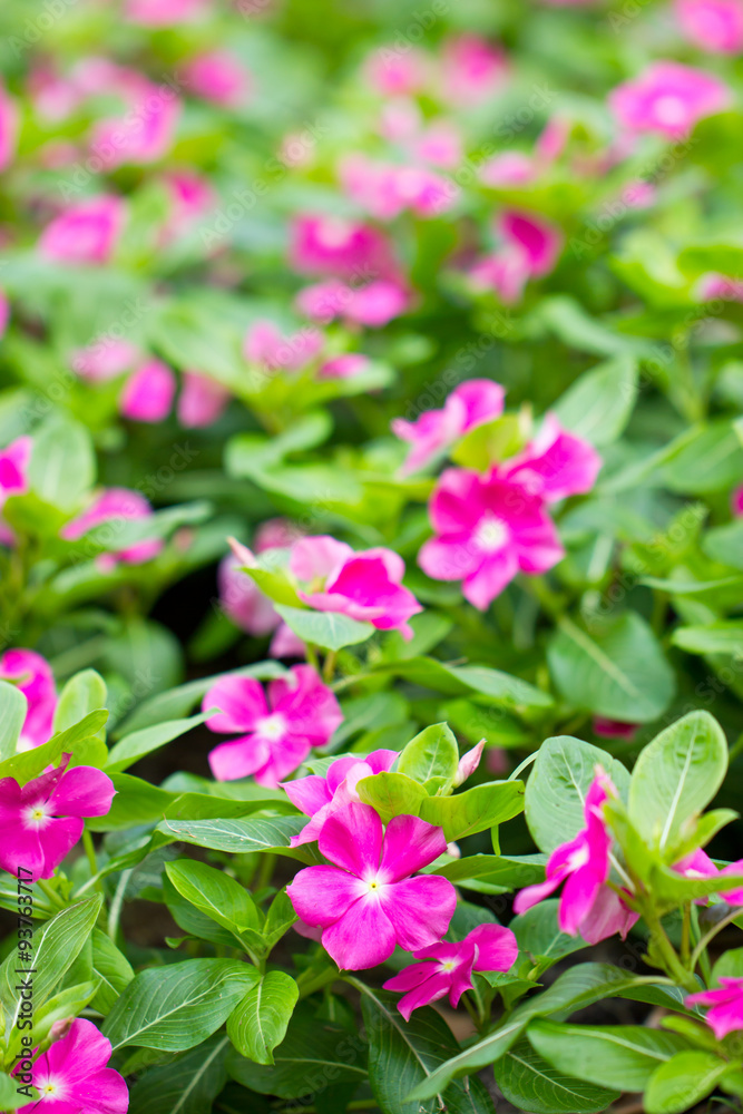 Pink vinca flower. Shallow depth of field. Pink vinca flower. Shallow depth of field.
