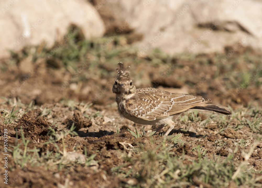 Crested Lark Crested Lark