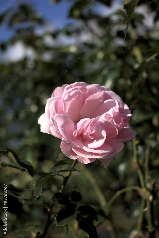 rose rose