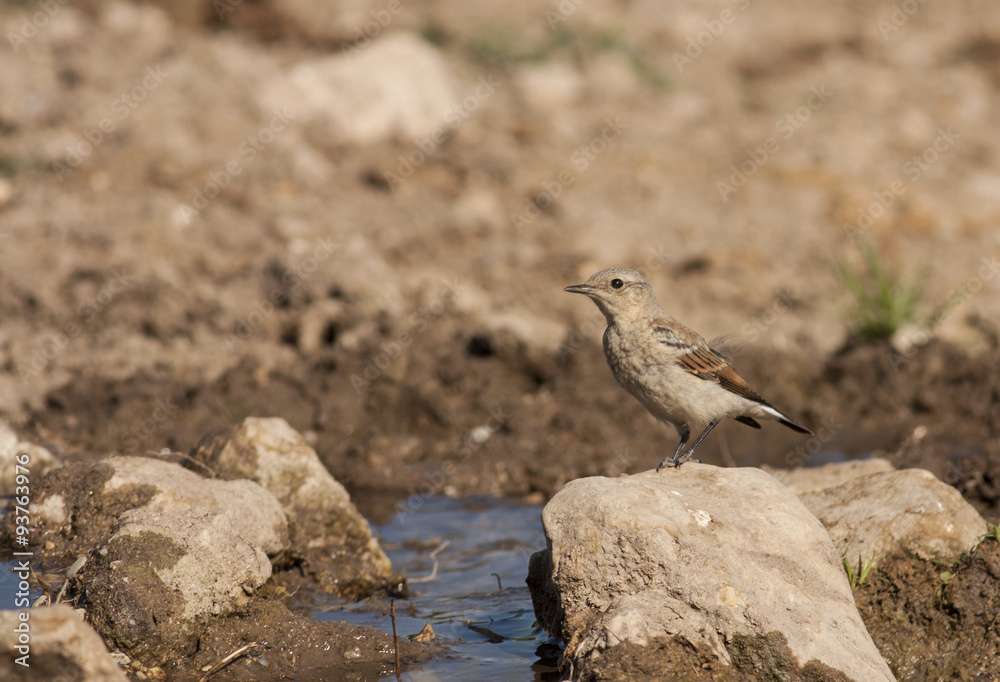 Northern Wheatear (Oenanthe oenanthe) - young Northern Wheatear (Oenanthe oenanthe) - young