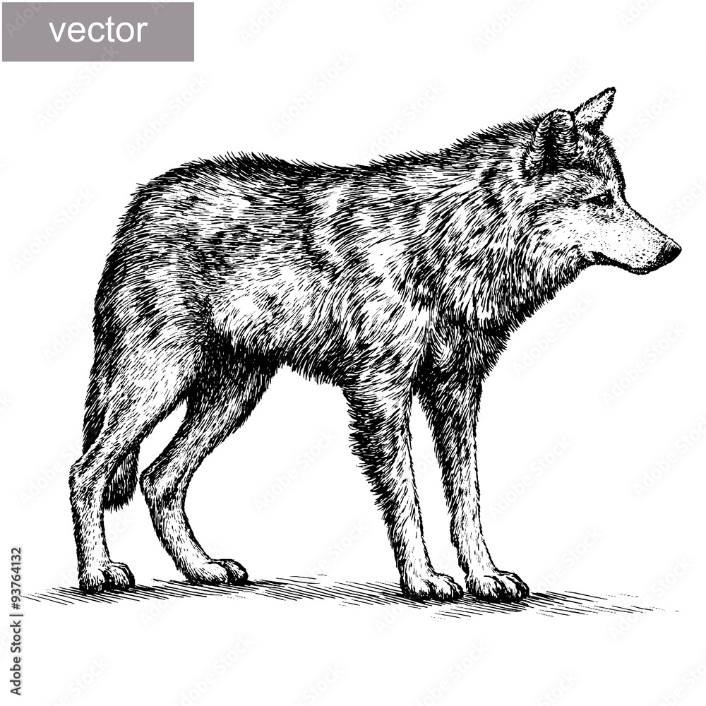 engrave wolf illustration