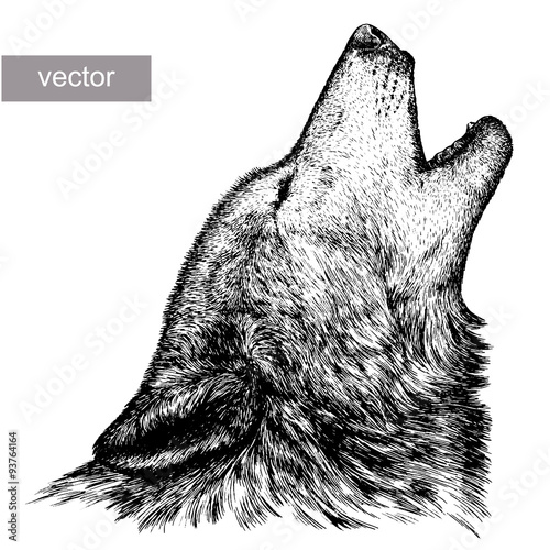 engrave wolf illustration