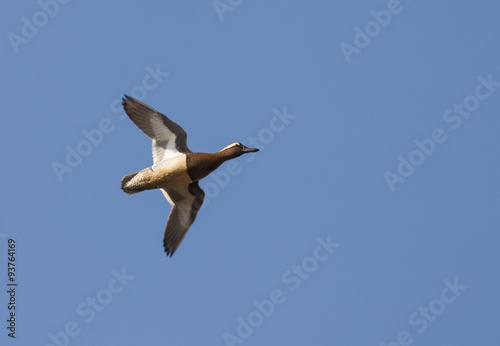 Garganey (Spatula querquedula)