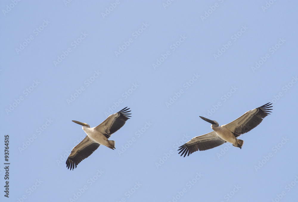 Fototapeta premium White Pelicans (Pelecanus onocrotalus)