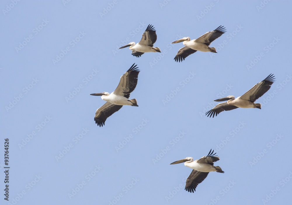 White Pelicans (Pelecanus onocrotalus) White Pelicans (Pelecanus onocrotalus)