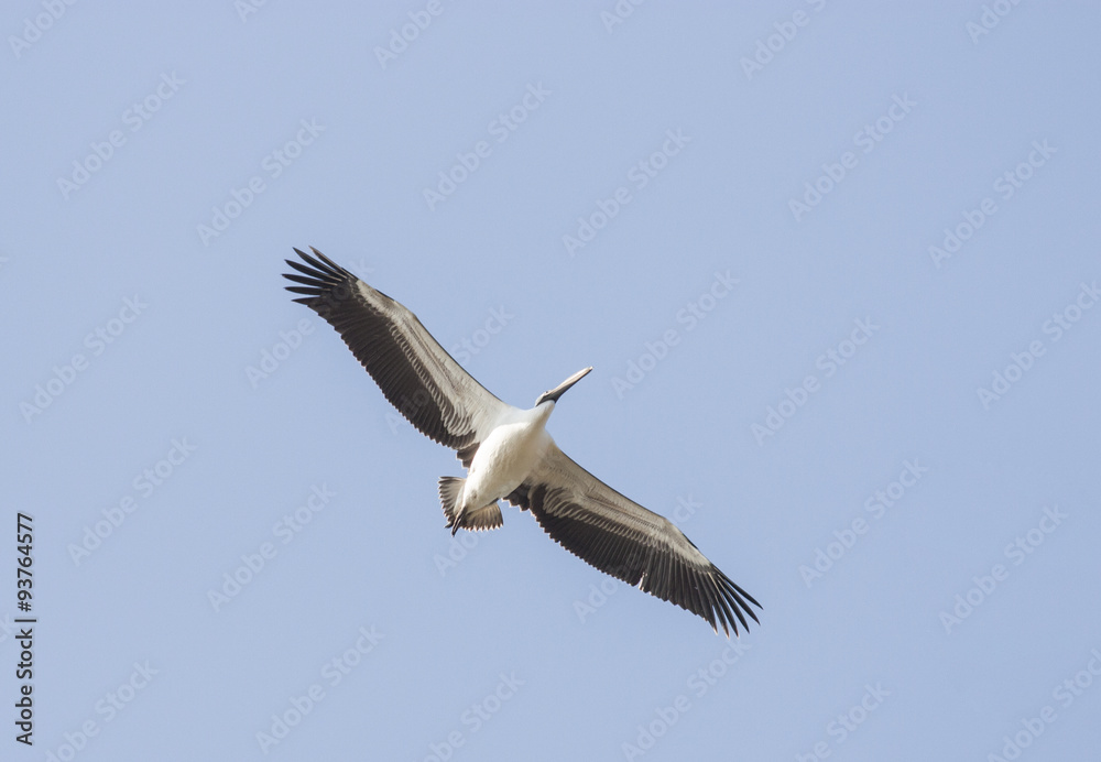 White Pelicans (Pelecanus onocrotalus) White Pelicans (Pelecanus onocrotalus)