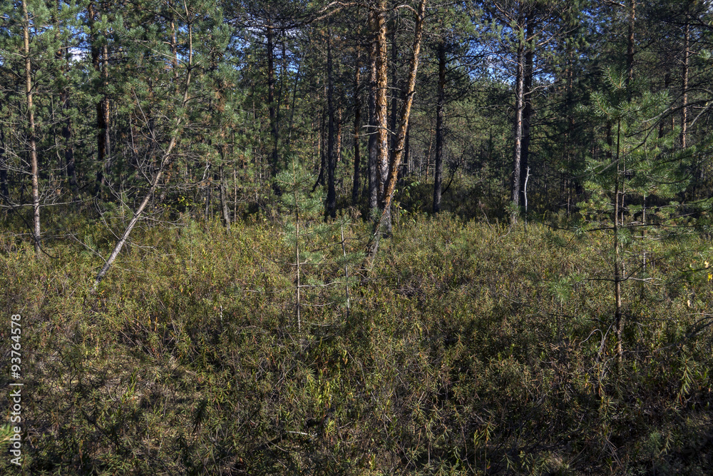 Fototapeta premium Болото осенью. Средняя полоса России.