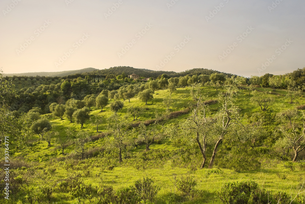 Olive grove in Tuscany at sunset