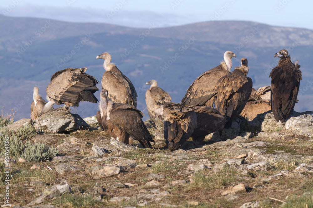 Portrait of griffon and black scavenger vultures