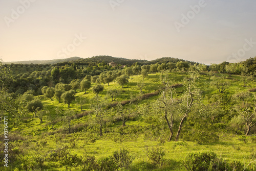 Olive grove in Tuscany at sunset