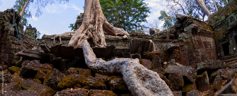 Tree with roots sitting on stone temple Ta Prohm