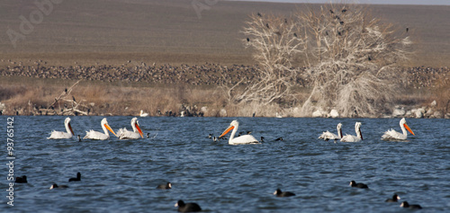 Freshwater birds in lake