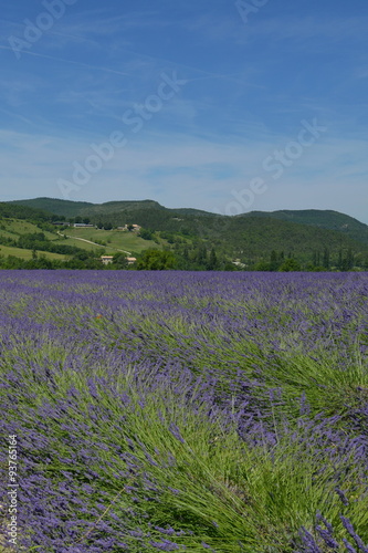 Lavendelfelder in der Drome