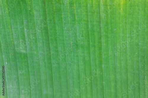 Green banana leaf