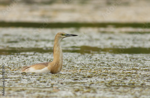 Squacco Herron photo