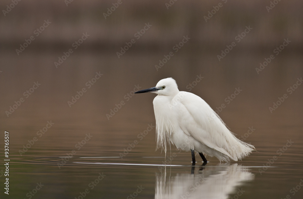 Little Egret (Egretta garzetta) Little Egret (Egretta garzetta)