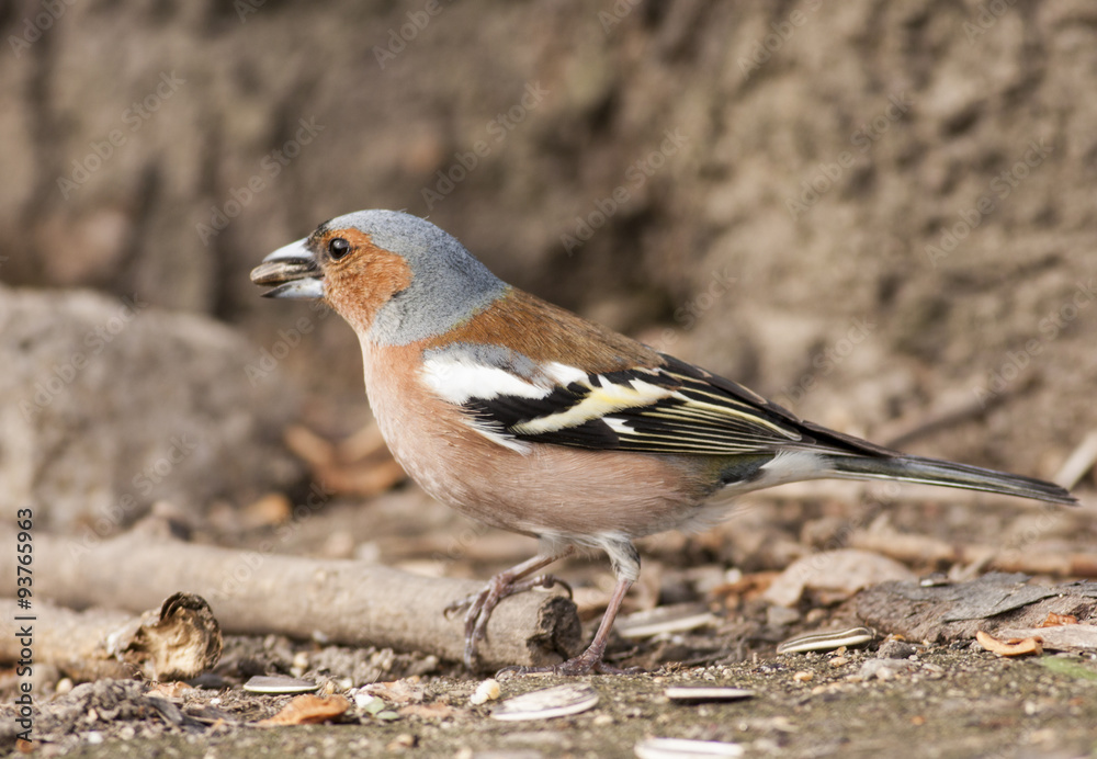 Chaffinch Chaffinch