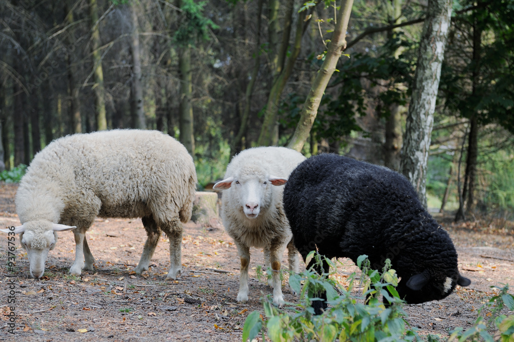Naklejka premium Sheep