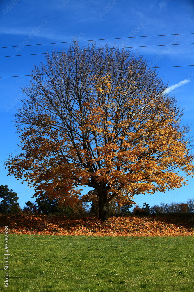 Obraz premium Baumkrone im Herbst