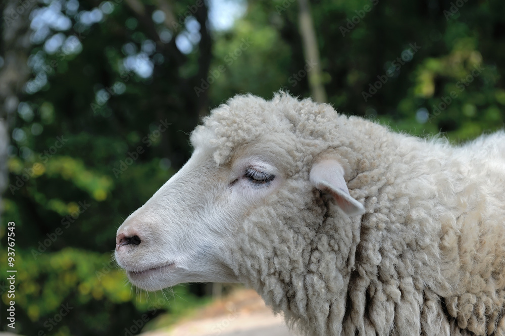 Sheep Sheep