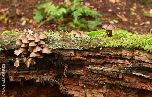 Großer Blut-Helmling