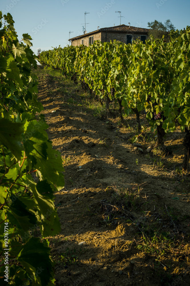Obraz premium Bunches of red wine grapes hanging on the wine